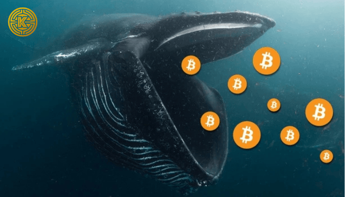 Cá voi tiếp tục tích lũy Bitcoin, tín hiệu lạc quan giữa đợt điều chỉnh