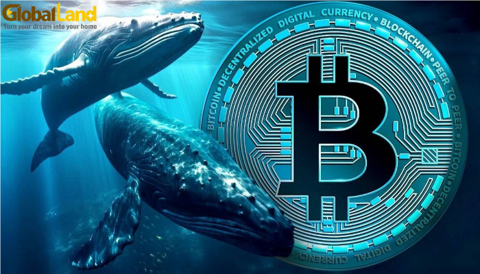 Cá voi tiếp tục gom mạnh Bitcoin khi giá dao động quanh 105.000 USD Cá voi tiếp tục gom mạnh Bitcoin khi giá dao động quanh 105.000 USD