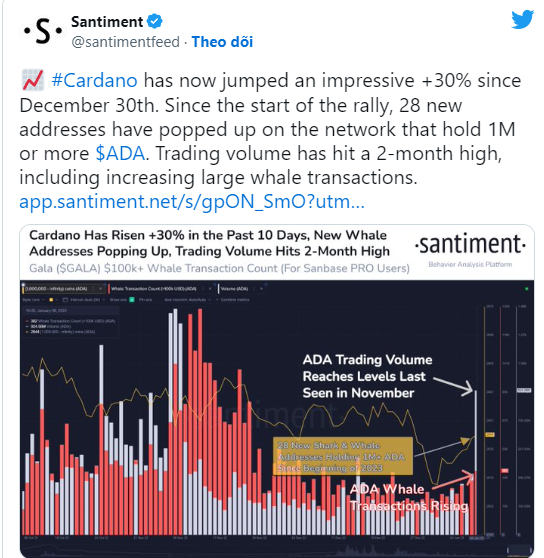 Số lượng đang tăng lên nhanh chóng của Cardano