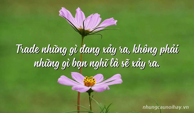 Tổng hợp những câu nói hay trong trading