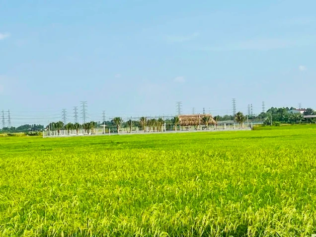Thay đổi quy trình mua bán và tặng cho đất trồng lúa từ ngày 1/8
