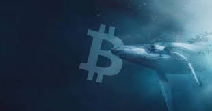 Cá voi Bitcoin “cổ đại” chuyển 3,6 triệu đô la BTC lên sàn Kraken – Gọi mời cơ hội đầu tư mới